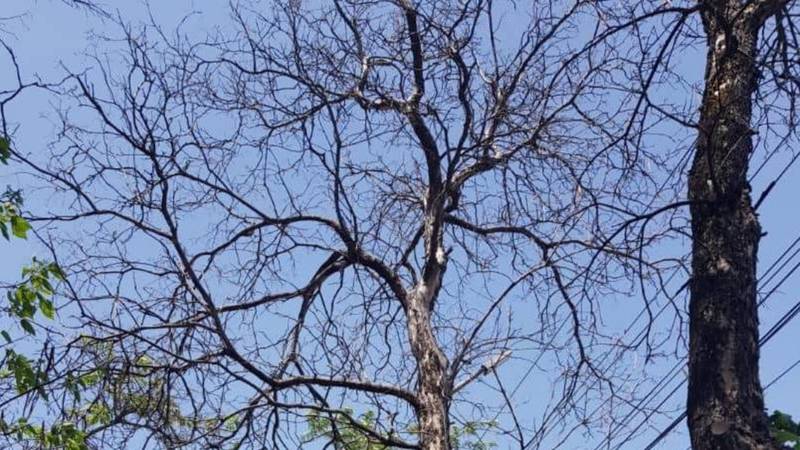 Деревья на Тыныстанова съедают паразиты. Фото