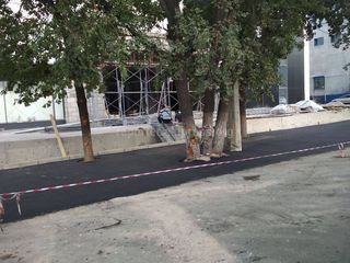 На Чуй-Ибраимова деревья закатали в бетон: Подрядной организации выдано предписание, - мэрия Бишкека