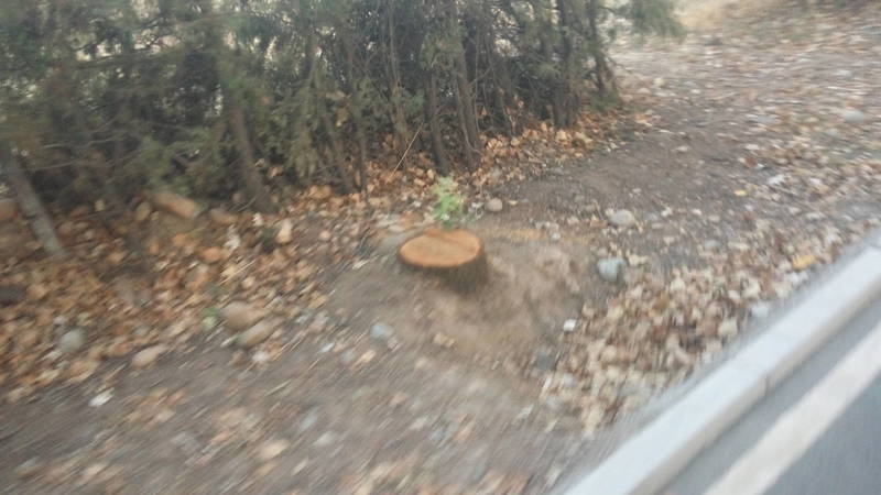 Почему вырубили деревья вдоль велодорожки по Айтматова? Фото горожанина