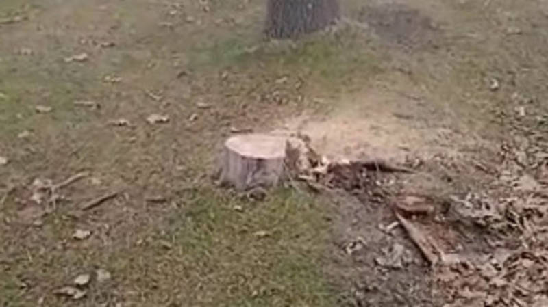 В лесополосе села Буденовка пилят деревья. Видео местного жителя