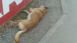 На Валиханова лежит труп собаки. Фото