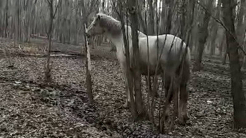 В районе Новопавловки лошади сгрызают деревья. Видео