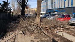 На Усенбаева провели обрубку деревьев, а ветки оставили на тротуаре. Фото