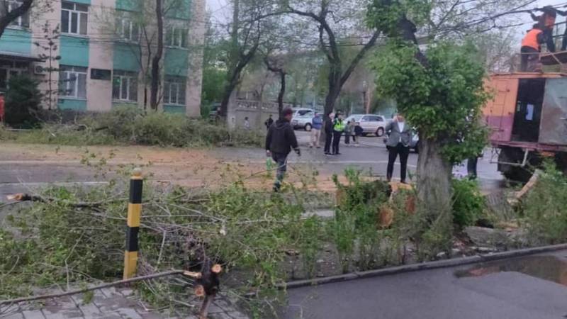 На Горького дерево упало на дорогу. Фото