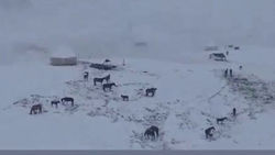 На жайлоо Кара-Кульджинского района выпал снег. Видео