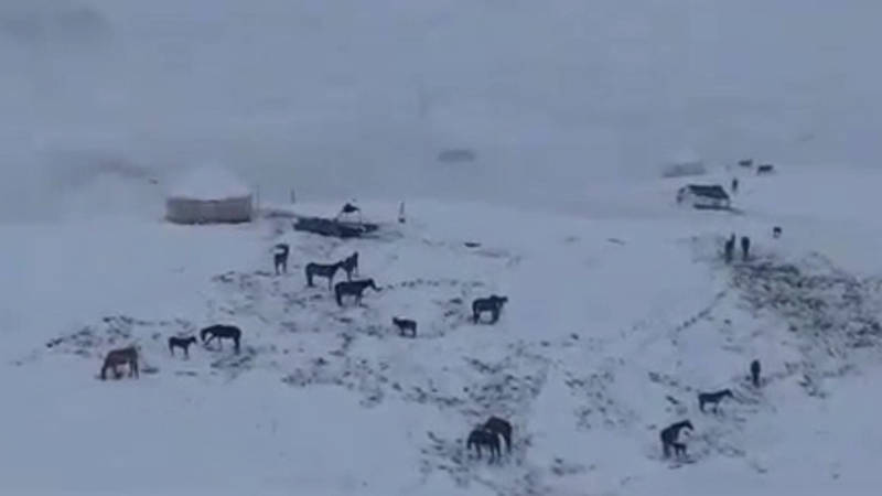На жайлоо Кара-Кульджинского района выпал снег. Видео