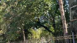 На Киевской дерево может упасть на забор и тротуар. Фото