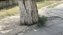 «Тазалык» уберет брусчатку и асфальт у стволов 6 деревьев на Московской