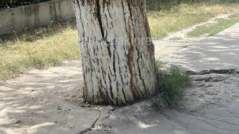 «Тазалык» уберет брусчатку и асфальт у стволов 6 деревьев на Московской