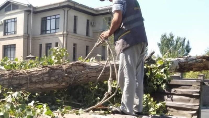 «Бишкекзеленхоз» убрал упавшее дерево на Малдыбаева. Фото