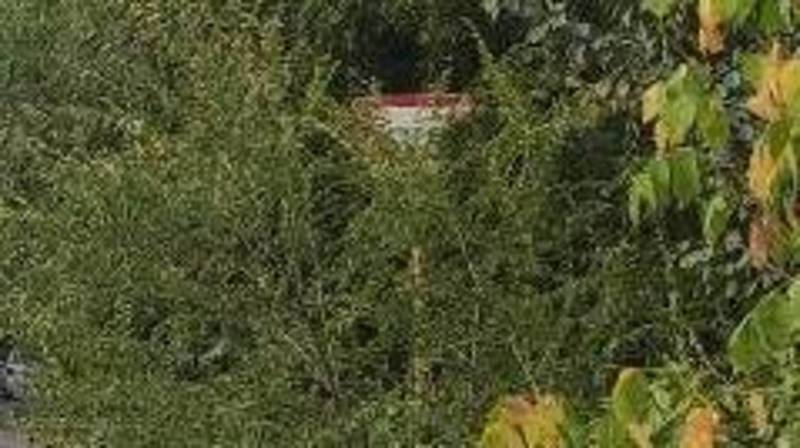 Возле парка имени Ататюрка из-за веток не видно знака. Фото