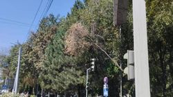 На бульваре Эркиндик ветка дерева опасно свисает над дорогой. Видео