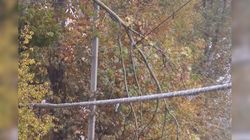 На территории Ошской облбольницы ветка дерева упала на провода