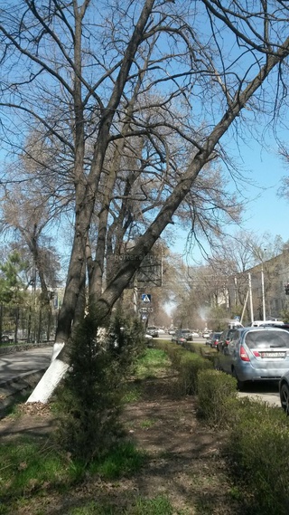 На улице Панфилова опасно свисает дерево <b><i> (фото) </i></b>