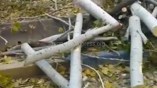 Дерево в 8 мкр срубили по заявке домкома и с согласия жителей, - «Бишкекзеленхоз»
