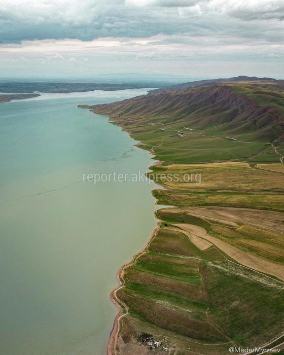 Рисовые поля Узгенского района с дрона. Фото