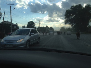 Ежедневно утром и вечером по международной трассе Бишкек-Ош в районе Александровки перегоняют скот, нет ли альтернативных решений? - читатель <b><i>(фото)</i></b>