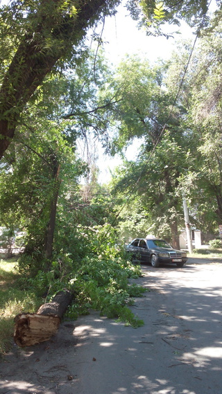 Около Кожзавода дерево упало на провода, тем самым загородив часть проезжей части, - читатель <b>(фото)</b>