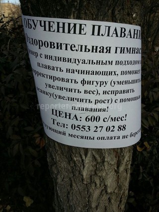 «Зеленстрой города Бишкек» поручил рекламодателю убрать все объявления, установленные на деревьях по улице Ахунбаева