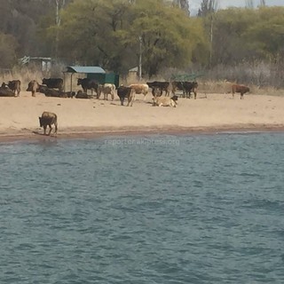 По пляжу села Чон-Сары-Ой ходят коровы <i>(фото)</i>