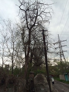На пересечении улиц Горького-Минина над домом нависло старое, прогнившее дерево (фото)