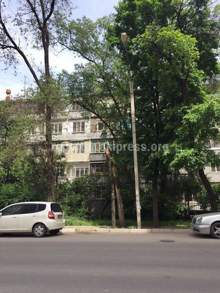 Дерево с обрезанным верхом по ул.Боконбаева будет спилено в кратчайшие сроки, - «Зеленстрой» <i>(фото)</i>