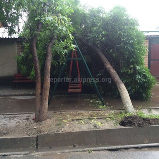 В Бишкеке по ул.Токтогула дерево упало на крышу дома и детские качели <i>(фото)</i>