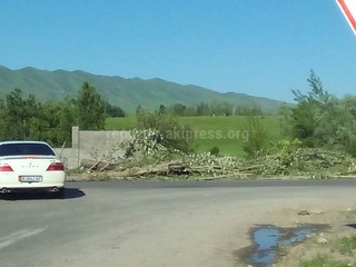 Законно ли вырубают деревья по ул.Шабдан Баатыра на повороте в село Арашан? - читатель <i>(фото)</i>