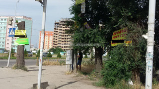 МТУ Ленинского района ликвидировало рекламные баннеры, прибитые к деревьям, - мэрия Бишкека