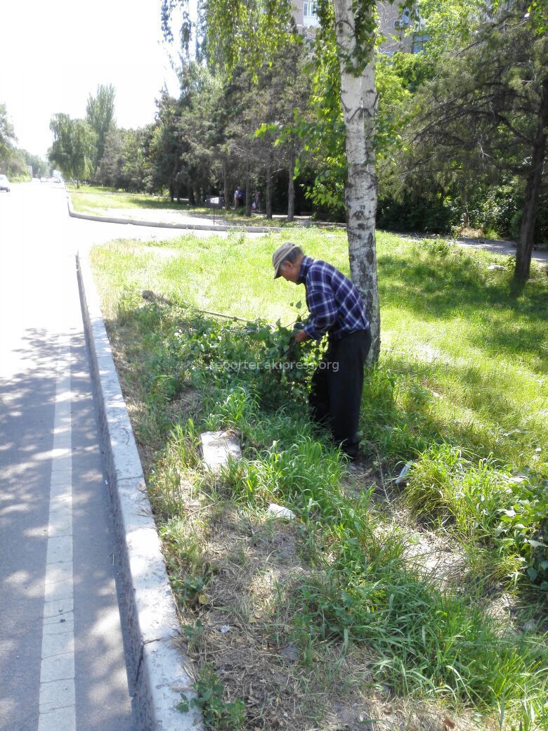 Мужчина вырубил ветки березы для того, чтобы сделать веник в баню, -  читатель (фото)