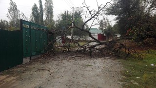 На ул.Вишневой в селе Селекционное высохшее дерево упало на дорогу (фото)
