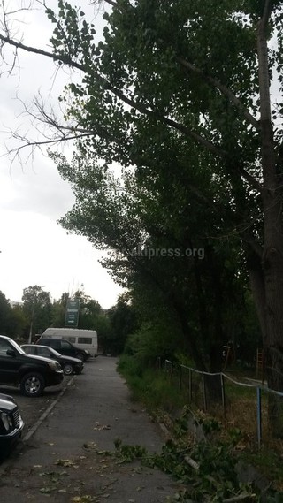 За время ремонта дороги в 7 мкр «Зеленстрой» обрежет ветки деревьев возле дома №25, - мэрия Бишкека