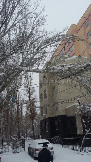 «Зеленстрой» Бишкека убирает ветку, которая повисла на проводах на улице Суюмбаева, - мэрия