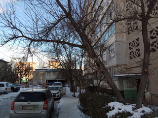 Читатель просит спилить накренившееся дерево во дворе дома №94/2 на ул.Ахунбаева (фото)