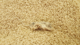 Фото — В рисе в гипермаркете «Фрунзе» обнаружена мертвая мышь