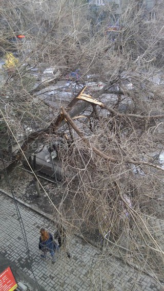 «Зеленстрой» сегодня уберет сломанные ветки у дома №39 на ул.Киевской