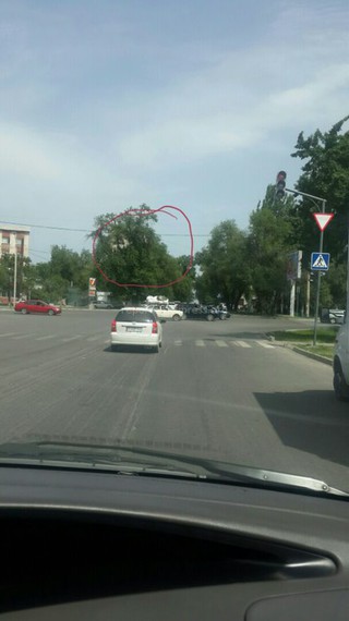 Патрульная милиция Бишкека выдала предписание «Зеленстрою» на обрезку деревьев, закрывающих обзор светофорных объектов и дорожных знаков