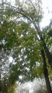 «Зеленстрой» так и не стал убирать накренившееся дерево в 10 мкр, - читатель (фото)