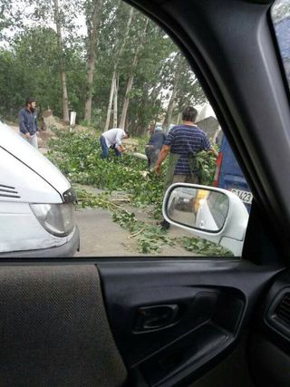 В Новопокровке упали деревья и перекрыли часть автодороги <i>(видео)</i>