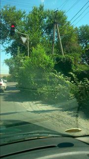 На пересечении проспекта Жибек Жолу и улицы Ауэзова листья вьюна скрыли знак «стоп» (фото)