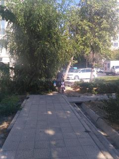 На Боконбаева-Орозбекова в Бишкеке невозможно пройти по тротуару из-за пышного куста, - читатель (фото)