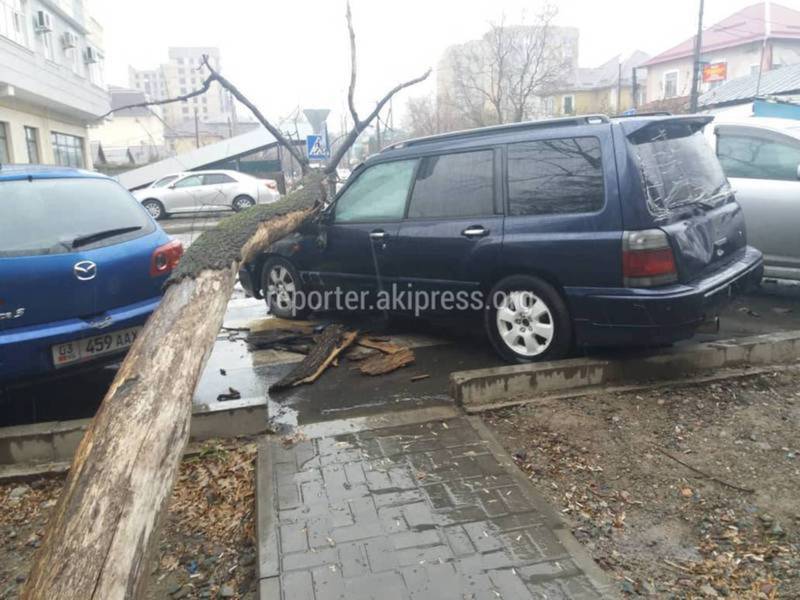 Сотрудники «Бишкекзеленхоза» убрали дерево, упавшее на машину на Калыка Акиева-Абдумомунова