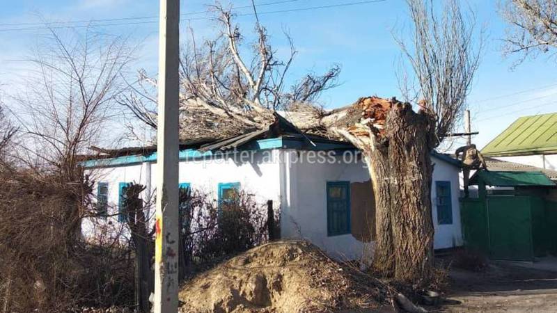 В Токмоке пенсионерка живет в доме без крыши из-за упавшего на ее дом дерева