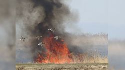 Фото — В селе Озерном сжигают камыши, а вместе с ними и птиц, обитающих там