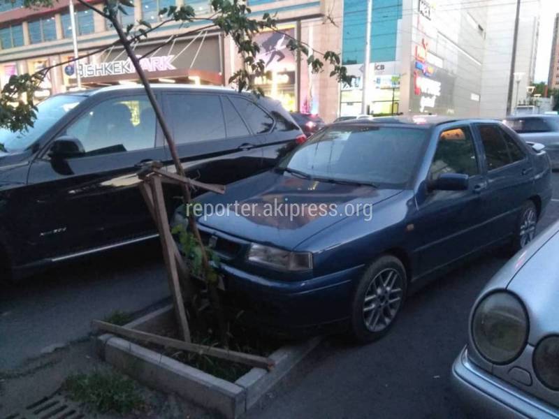 На Киевской–Керимбекова водитель «СЕАТ» припарковался, повредив молодое дерево (фото)