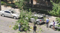 На улице Тыныстанова от тополя отломилась ветка и упала на припаркованные у обочины машины