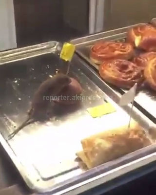 В одном из бишкекских магазинов на булочках бегала крыса <i>(видео)</i>