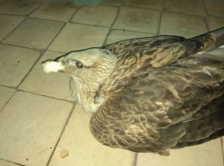 В мкр Джал найдена хищная птица, у которой сломано одно крыло <i>(фото)</i>