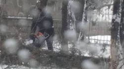 Горожанин: Зачем пилят деревья на улице Тагаева в Канте? <i>(видео, фото)</i>