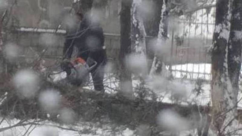 Горожанин: Зачем пилят деревья на улице Тагаева в Канте? (видео, фото)